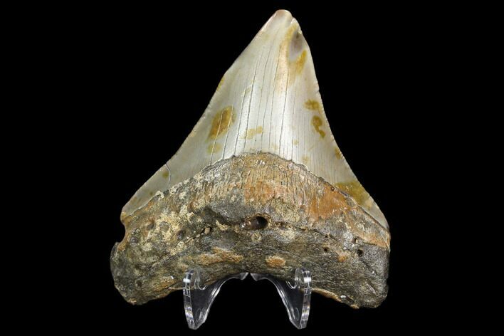 3.24" Fossil Megalodon Tooth - North Carolina